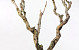 Bois de Lila 80-100cm