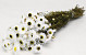 Acroclinium White 60cm