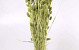 Phalaris Helder Groen 70cm OUD