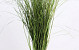 Berengras 70cm groen 225gr.