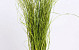 Berengras 70cm lentegroen 225gr.