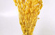 Phalaris Helder Geel 70cm OUD