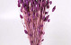 Phalaris Hellviolet 70cm