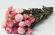 Helichrysum Rosa 45cm