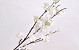 Apfelblütenzweig Weiß 84cm