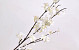 Apple Blossom White 84cm