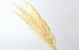 Pampas grass 70cm Bleached 10pcs