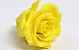 Roses préservé 5cm Jaune Jonquille