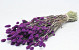 Phalaris Paars 70cm