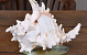 Shell Rogik Hedgehog 15cm small