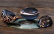 Shells Kowok Hitam 6-7cm