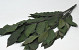 Kastanien 150gr. 60cm Grün