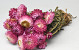 Helichrysum Roze 25cm