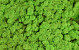 Rendiermos Lentegroen per kg
