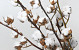 Cotton Balls on stem