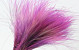 Stipa Penata 50cm, Violet, 50 touffes 