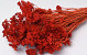 Achillea Rouge Rouille