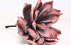 Dracaena 30cm Rose