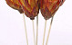 Protea Repens red brush auf 50cm Stiel