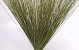 Bouquet Reed Cane Vert 75cm