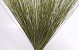 Reed Cane Grün 75cm