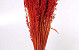 Bouquet Avoine Rouge Clair 70cm