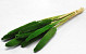Babala Grün 10St. 70cm 