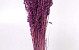 Hafer Hellviolet 70cm