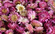 Helichrysum Heads Pink PKG