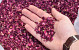 Rose Petals 1kg. Red-Purple