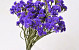 Statice Sinuata 40cm Dunkel Violett
