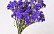 Statice Sinuata Donker Violet
