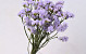 Statice Sinuata Violet Clair