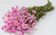 Rhodante Pink 50cm