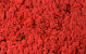 Lichen stabilisé Rouge par kg