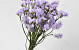 Statice Sinuata Licht Violet