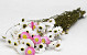 Acroclinium Wit Mix 50cm