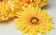 Artificial Gerbera Yellow D15cm
