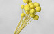 Craspedia Pastel Yellow 15pcs 40cm