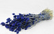 Phalaris Blauw 70cm