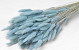 Lagurus Pastell Blau 65cm