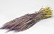 Gerste Violett 70cm