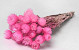 Helichrysum Vestitum Rose 