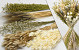 DIY Dried Flower Bouquet White/Natural XL
