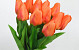 Tulp Oranje 60cm