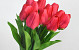 Tulip Red 60cm