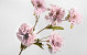 Kunst Anjer Roze 72cm