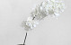 Apple Blossom Cream 100cm 
