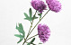 Künstliche Chrysantheme Violet 66cm 
