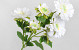 Gerbera Crème artificielle 66cm